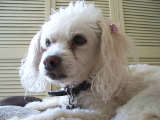 Ponky a sus 15 años...
Murió de 18 años y medio en mis brazos, tuve que tomar la decisión de dormirla porque empezó con dolor después de dejar de tomar agua, realmente se fue de viejita, mi intención fue asistirla al final, pero me ganó el corazón del pollo al verla empezar a sufrir. Ponky a sus 15 años...
Murió de 18 años y medio en mis brazos, tuve que tomar la decisión de dormirla porque empezó con dolor después de dejar de tomar agua, realmente se fue de viejita, mi intención fue asistirla al final, pero me ganó el corazón del pollo al verla empezar a sufrir.
